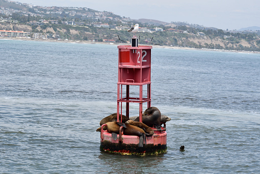 A snapshot of a group of seals and a lone seagull resting on a buoy floating off the coast of Dana Point Harbor in Orange County, California.