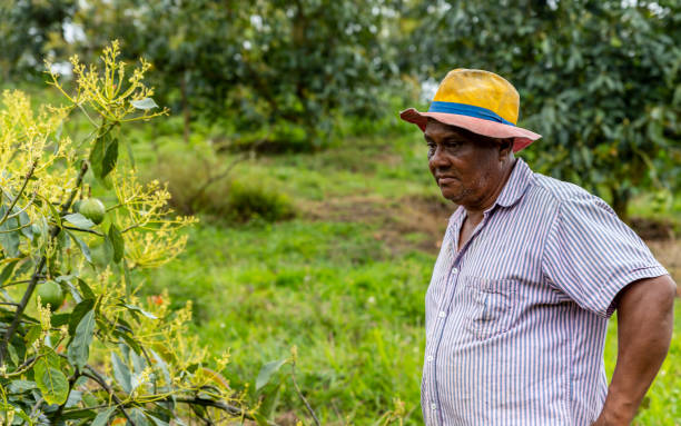 istock Afro-descendant farmer looking at a flowering avocado tree 1330626133
