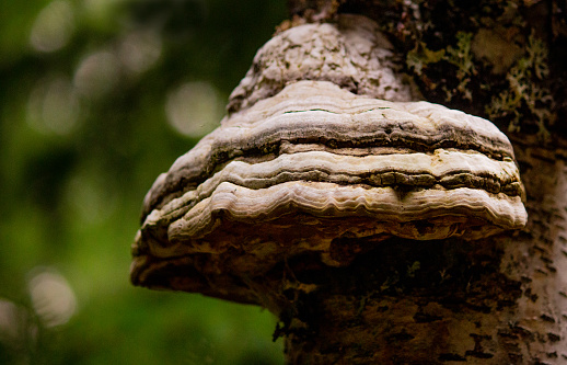 Polypores, a.k.a. bracket or shelf fungus, are a type of fungus or mushroom often found protruding from tree trunks. They are a broad grouping of at least 1,000 species—and many more that remain unclassified by science so far.