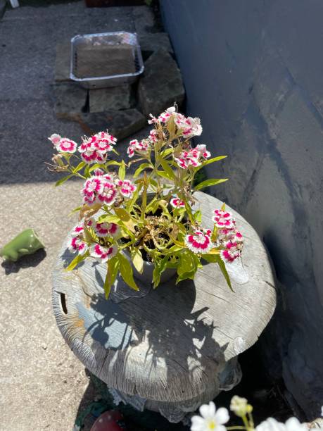istock Pink and white flowers 1330630480