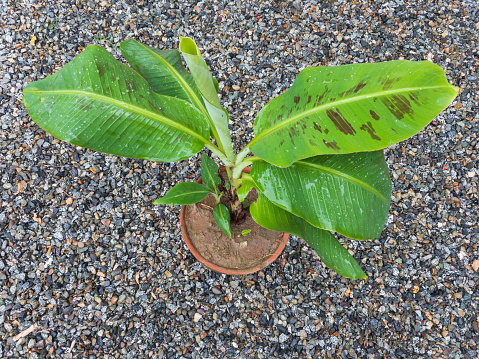 Close up view of a Dwarf banana fruit plant