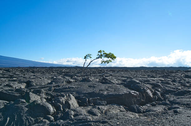 A tree growing in black volcanic lava geology. Located on the Big Island of Hawaii. USA. June 2019.