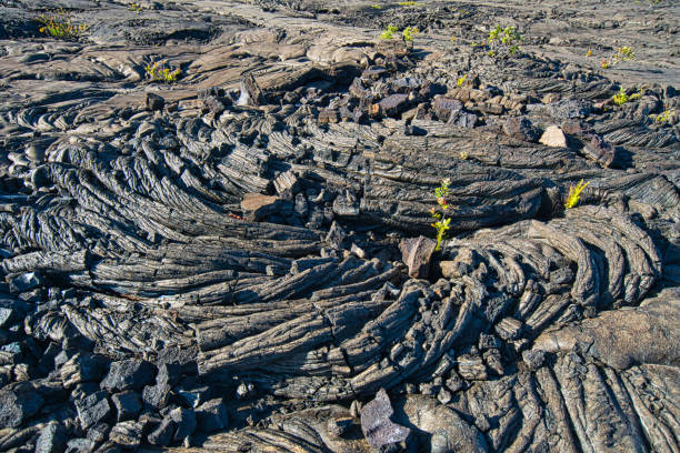 istock There are some vigorous plants on the black lava geology. 1330631732