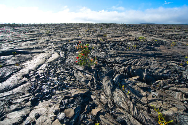 Barren land in Volcanoes national park, lava field