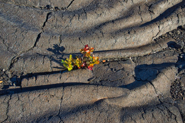 There are some vigorous plants on the black lava geology. View of Volcanoes National Park, Lcated on the Big Island of Hawaii, USA. June 2019.