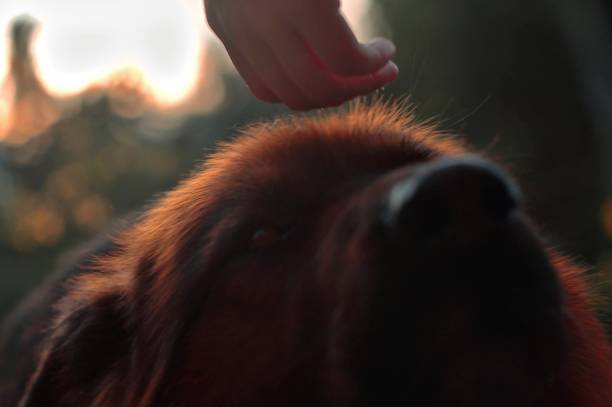 istock Dog in the sunset 1330633610