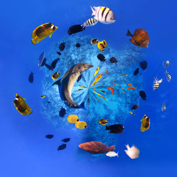 istock Underwater Colorful Tropical Fishes. 1330635476
