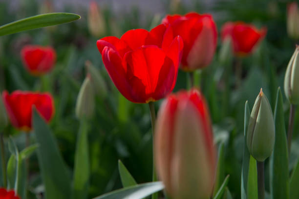 istock Red tulips Orange N.S.W. 1330635887