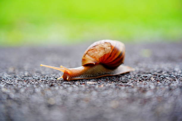 istock Close-up Garden Snail Crawling Across a pathway 1330636817