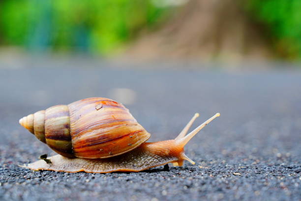 Snail (helix pomatia) crawling on railway tracks looking for possibility to get down. Maybe useful as a symbol for humor, different speed and conflicts.