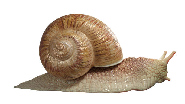 Garden snail isolated on white background.