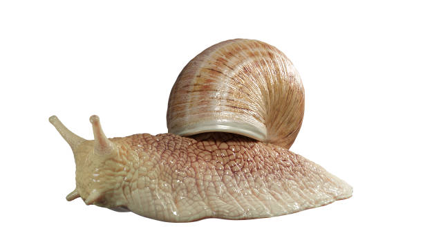 Garden snail isolated on white background.