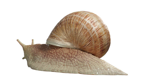istock Garden snail isolated on white background. 1330641003