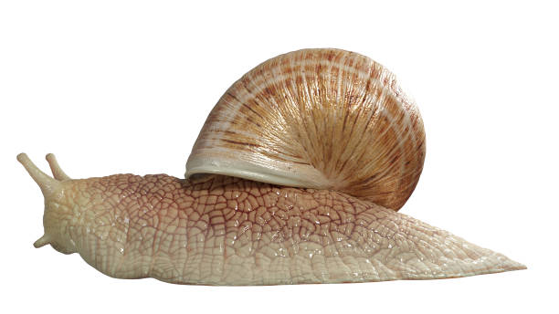 istock Garden snail isolated on white background. 1330641004