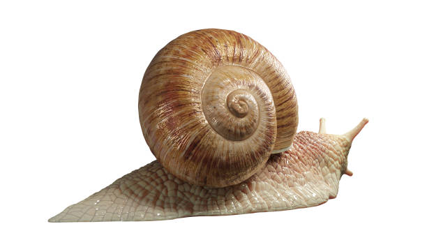istock Garden snail isolated on white background. 1330641016