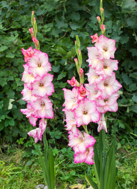 gladiolo en el jardín, de cerca - gladiolus fotografías e imágenes de stock