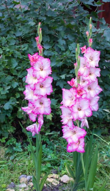 istock Gladiolus in garden,close up 1330641223