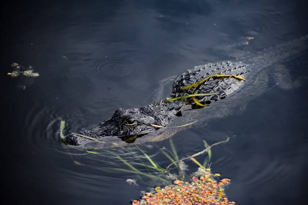 sneaky alligator in the wetlands