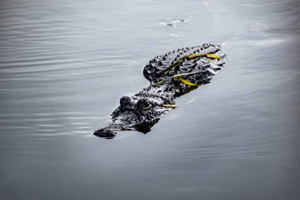 istock sneaky alligator in the wetlands 1330642512