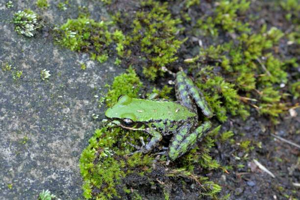 istock Swinhoe's frog 1330643323