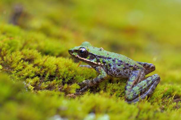 istock Swinhoe's frog 1330643327