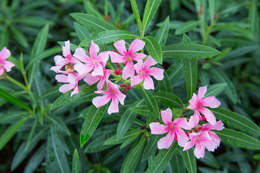 Pink oleander or Nerium with green leaf in background.