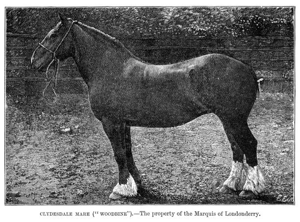 The Royal Natural History 1896