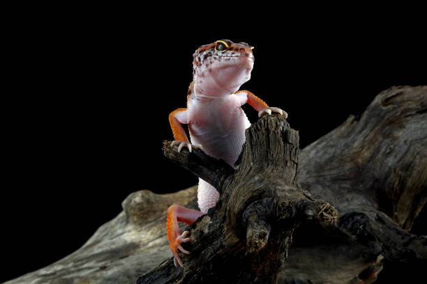 leopard gecko in wood
