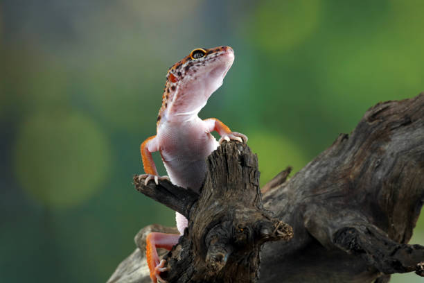 istock leopard gecko in wood 1330649184