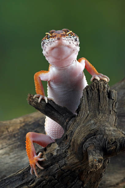 istock leopard gecko in wood 1330649252