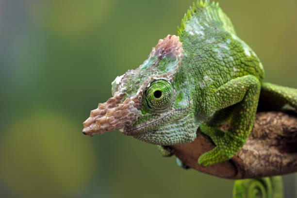 istock Chameleon fischer closeup on branch 1330649353