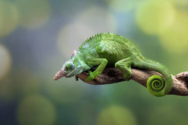 istock Chameleon fischer closeup on branch 1330649359