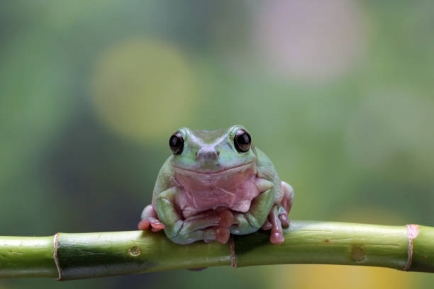 rana albero verde, rana umida - raganella grigia orientale foto e immagini stock