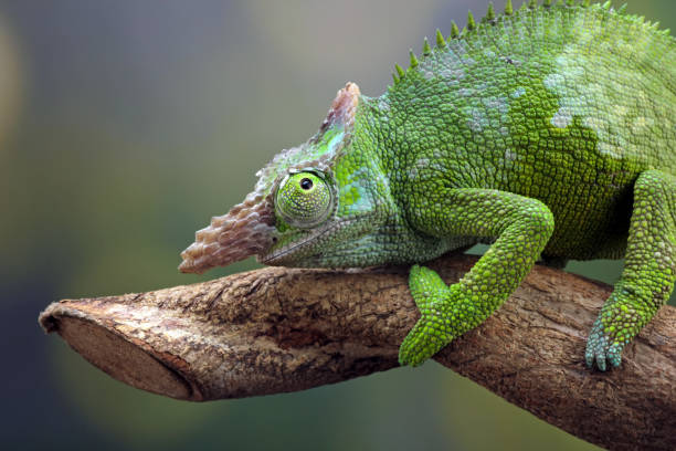 istock Chameleon fischer closeup on branch 1330649885