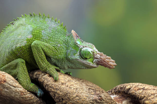 Chameleon fischer closeup on branch