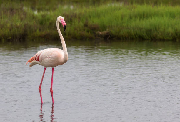 istock Pink flamingo (Phoenicopterus roseus) in its natural environment. Ebro River Delta, Spain 1330649921