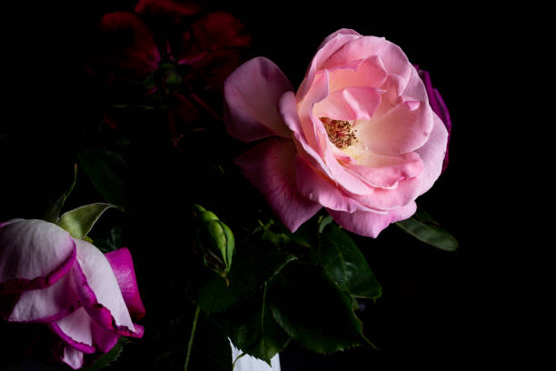 istock Pink rose flower open with smooth petals isolated on a black background 1330650062