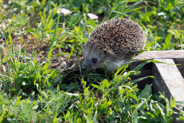 istock wild Hedgehog in grass in summer garden 1330650119