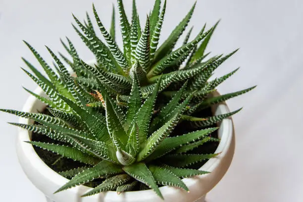 Succulent houseplant Haworthia in a pot on white background