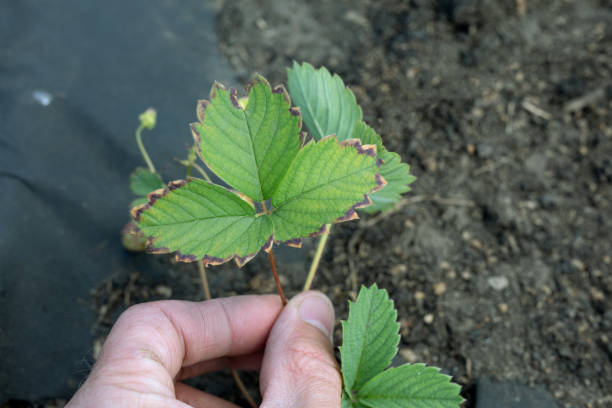 brown border on strawberry leaves can be sign of lack of calcium or excess of boron brown border on strawberry leaves can be sign of lack of calcium or excess of boron. problems with mineral fertilizers magnesium deficiency stock pictures, royalty-free photos & images