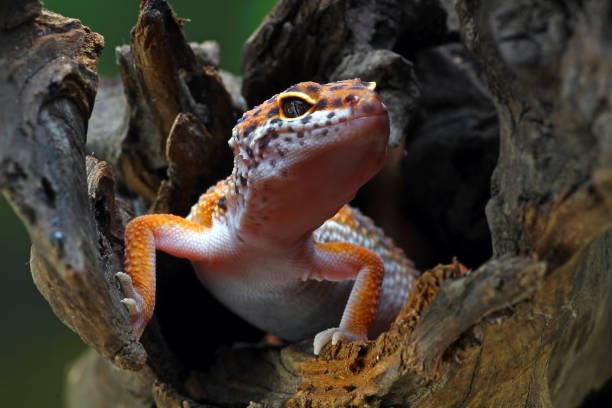istock close-up of a leopard gecko 1330650388