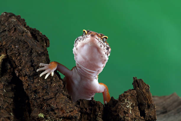 istock close-up of a leopard gecko 1330650398
