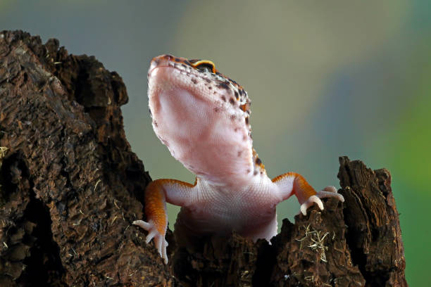 istock close-up of a leopard gecko 1330650405