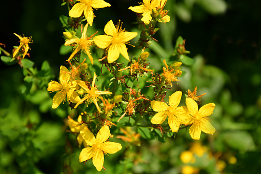 yellow loosestrife flowers with green leaves