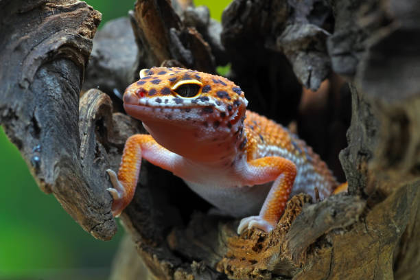 istock close-up of a leopard gecko 1330651134