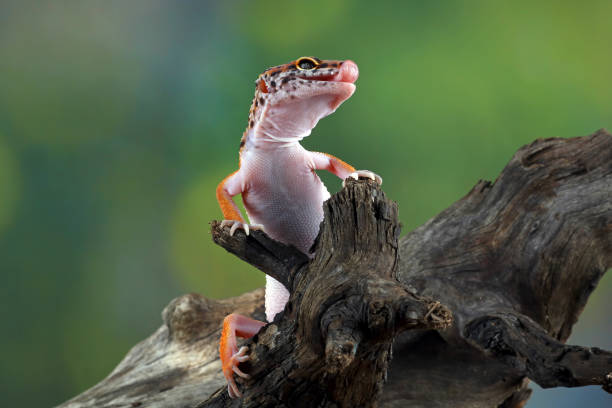 istock leopard gecko in wood 1330651191