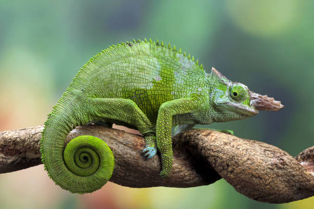 istock Chameleon fischer closeup on branch 1330651202