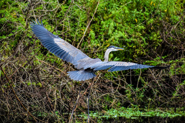 istock Great Blue Heron bird flies in Carolina swamp. 1330654761