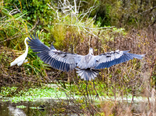 istock Great Blue Heron bird flies in Carolina swamp. 1330654774