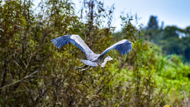 istock Great Blue Heron bird flies in Carolina swamp. 1330654800